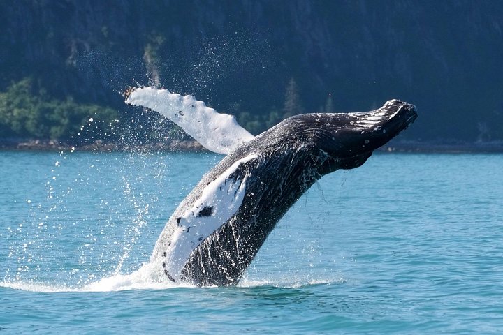 Kenai Fjords und Resurrection Bay – halbtägige Bootstour mit Tierbeobachtung