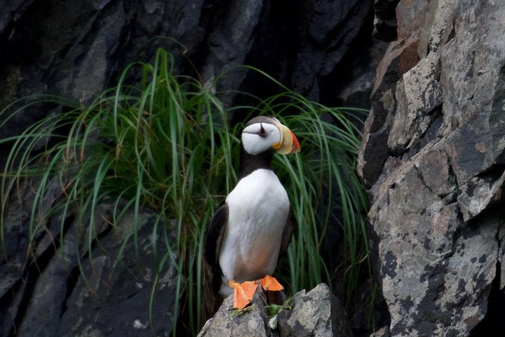 Kenai Fjords und Resurrection Bay – halbtägige Bootstour mit Tierbeobachtung