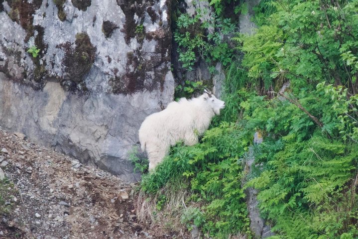 Kenai Fjords und Resurrection Bay – halbtägige Bootstour mit Tierbeobachtung