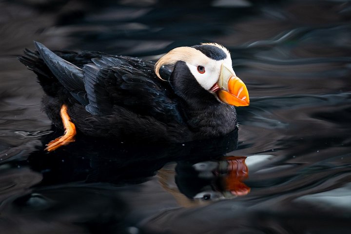 Kenai Fjords und Resurrection Bay – halbtägige Bootstour mit Tierbeobachtung