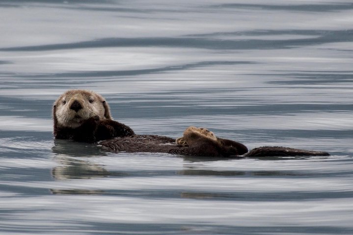 Kenai Fjords und Resurrection Bay – halbtägige Bootstour mit Tierbeobachtung