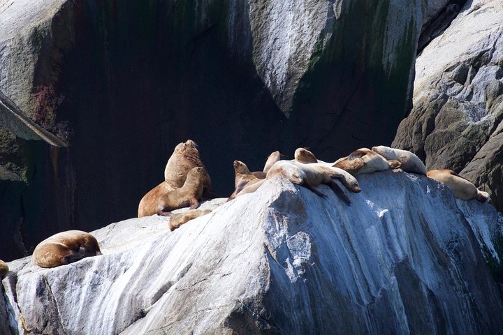 Kenai Fjords und Resurrection Bay – halbtägige Bootstour mit Tierbeobachtung