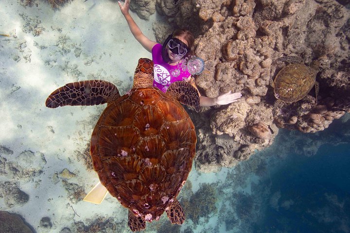 Cook Islands Turtle and Ray Tour