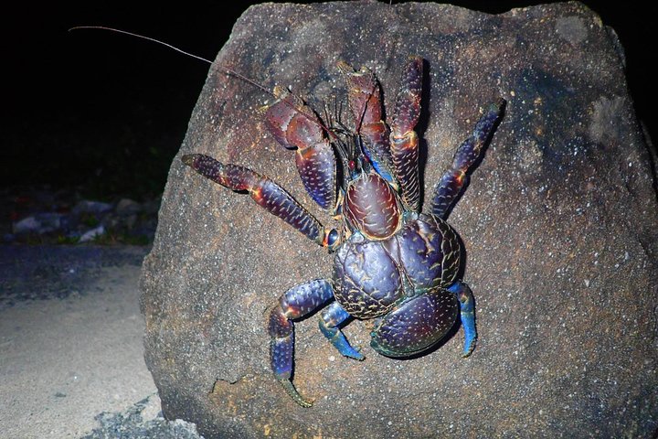 Visite nocturne du ciel étoilé et de la jungle de l'île d'Okinawa Iriomote, planétarium naturel et créatures tropicales rares