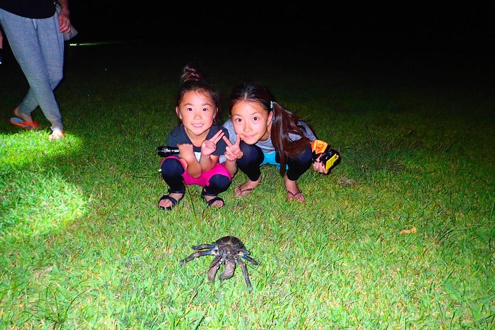 Visite nocturne du ciel étoilé et de la jungle de l'île d'Okinawa Iriomote, planétarium naturel et créatures tropicales rares