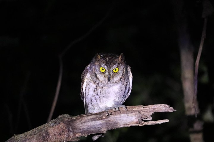 Visite nocturne du ciel étoilé et de la jungle de l'île d'Okinawa Iriomote, planétarium naturel et créatures tropicales rares