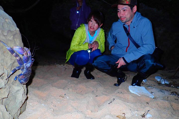 Visite nocturne du ciel étoilé et de la jungle de l'île d'Okinawa Iriomote, planétarium naturel et créatures tropicales rares