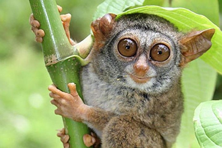 Tour de las colinas de chocolate con almuerzo buffet en el río Tarsier y Loboc (tour de medio día)