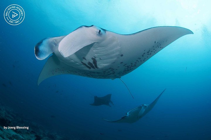 3 plongées Nusa Lembongan - Penida, plongeur certifié (à Lembongan)