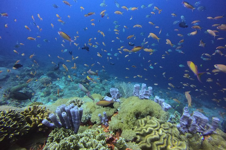 3 plongées Nusa Lembongan - Penida, plongeur certifié (à Lembongan)
