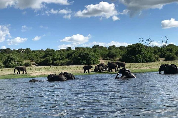 Chobe River Game Cruise – Wildlife & Birdwatching Experience
