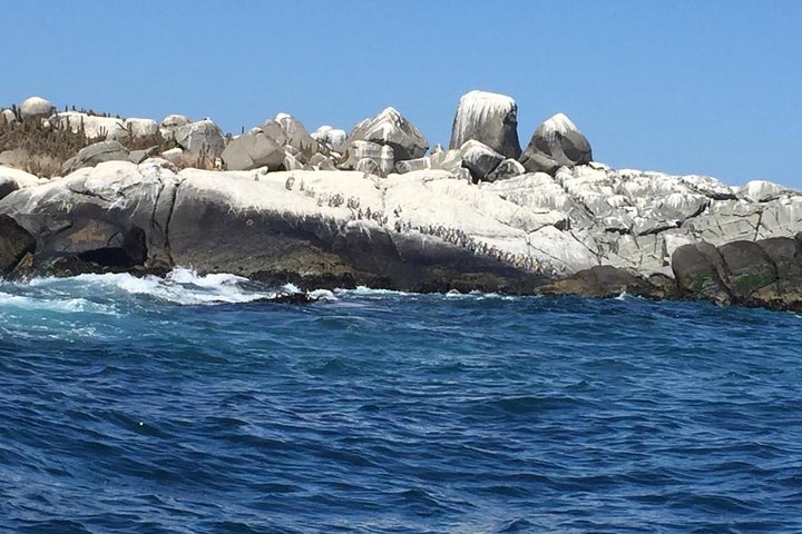 Passeio de barco privado para ver pingüins de Valparaíso Cachagua Island
