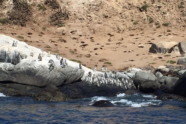 Passeio de barco privado para ver pingüins de Valparaíso Cachagua Island