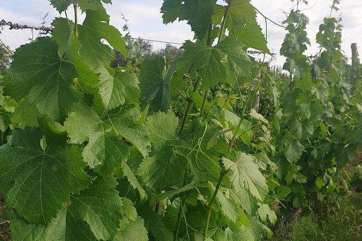 Självguidad cykeltur i Luján de Cuyo Wine Region (Mendoza)