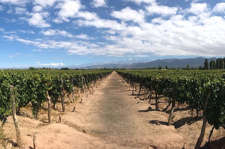 Självguidad cykeltur i Luján de Cuyo Wine Region (Mendoza)