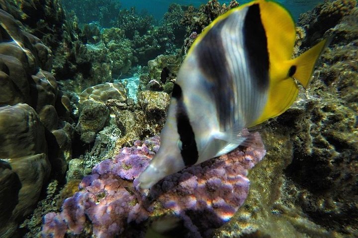1/2 giornata Tahaa Coral Garden - partenza Raiatea / ideale per crocieristi