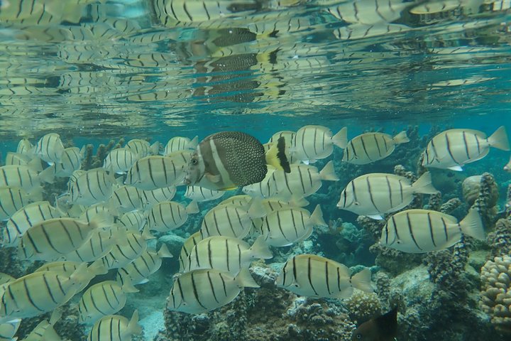 1/2 giornata Tahaa Coral Garden - partenza Raiatea / ideale per crocieristi