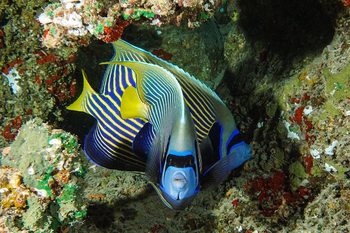 1/2 giornata Tahaa Coral Garden - partenza Raiatea / ideale per crocieristi