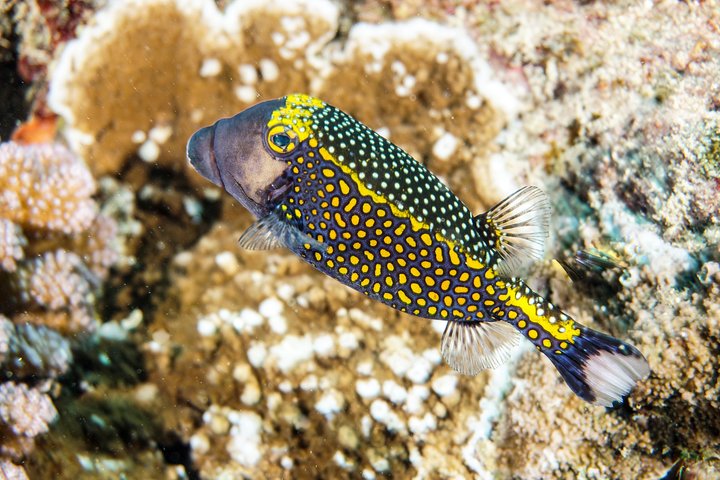 1/2 giornata Tahaa Coral Garden - partenza Raiatea / ideale per crocieristi
