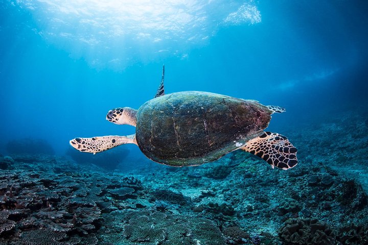 Discover Scuba Diving in Tulamben - Diving Initiation in Bali best diving sites