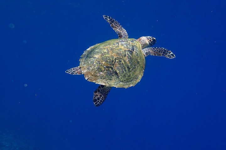 Discover Scuba Diving in Tulamben - Diving Initiation in Bali best diving sites