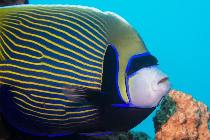 Discover Scuba Diving in Tulamben - Diving Initiation in Bali best diving sites