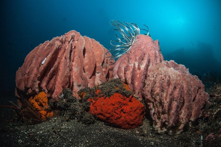 Discover Scuba Diving in Tulamben - Diving Initiation in Bali best diving sites