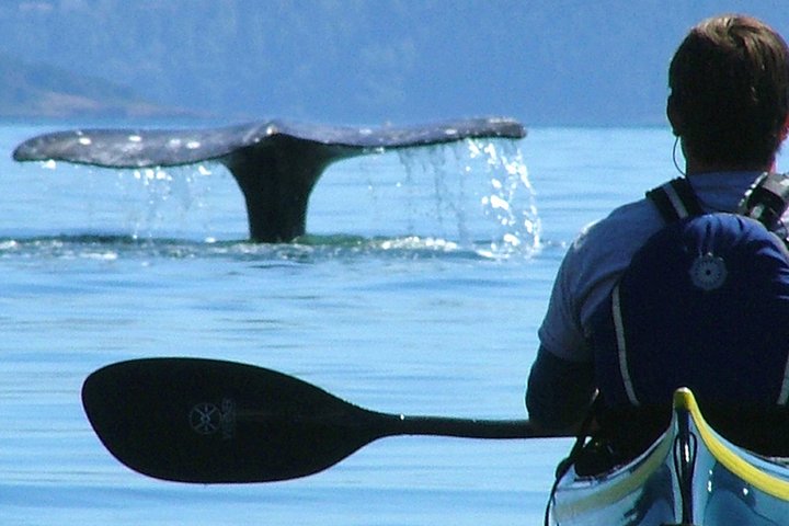 Excursion de 3 heures en kayak de mer dans les îles de San Juan