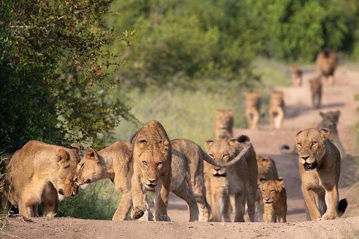 All Inclusive 2 dagars Kruger Safari från Johannesburg