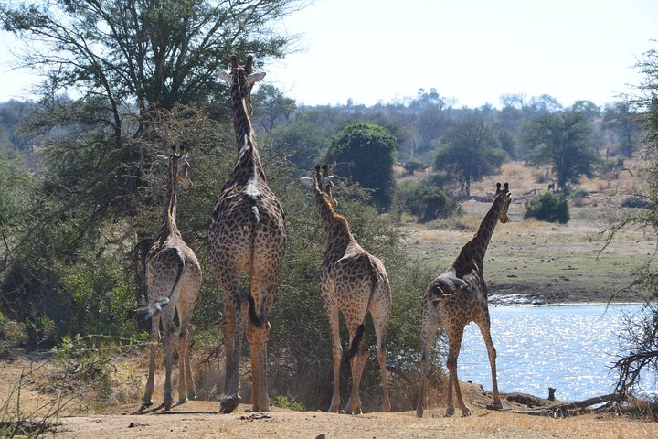 All Inclusive 2 dagars Kruger Safari från Johannesburg