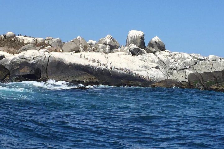 Zapallar Vandring och fågelskådning Penguin Island från Valparaíso