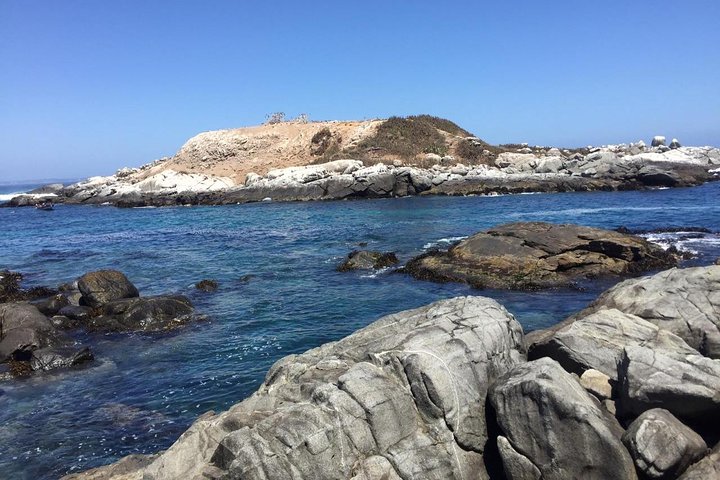 Zapallar Vandring och fågelskådning Penguin Island från Valparaíso