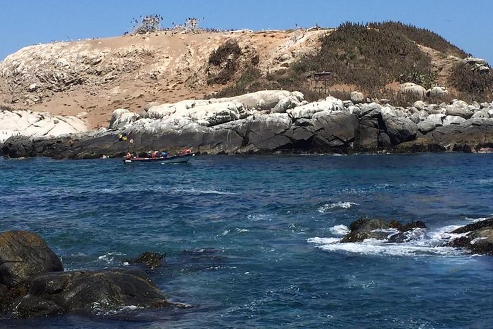 Zapallar Vandring och fågelskådning Penguin Island från Valparaíso
