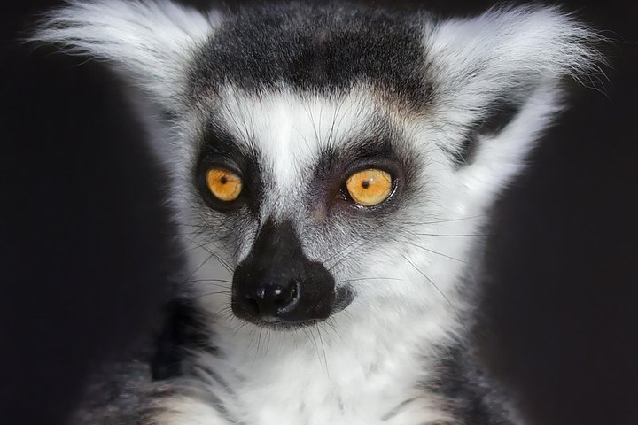 Entrada Familiar para 4 no Ark Wildlife Park e Santuário de Animais Exóticos