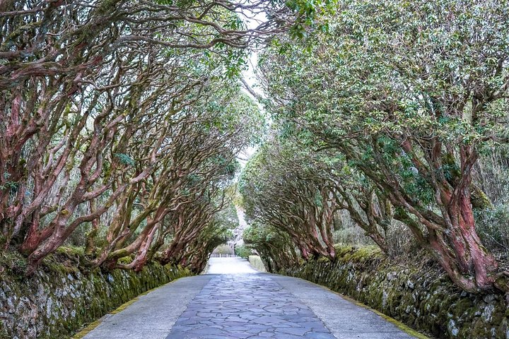 Tour Privado - Viagem de um dia a Hakone! Um passeio para explorar todas as atrações imperdíveis!