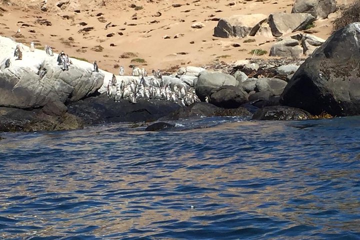 Passeio de barco privado para ver pingüins de Valparaíso Cachagua Island