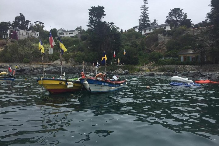 Passeio de barco privado para ver pingüins de Valparaíso Cachagua Island