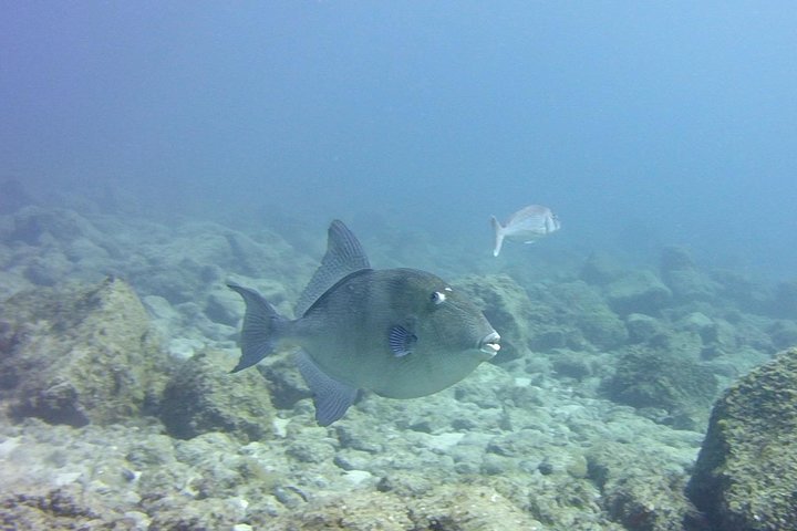 Scuba Diving Beginners Session i Costa Adeje