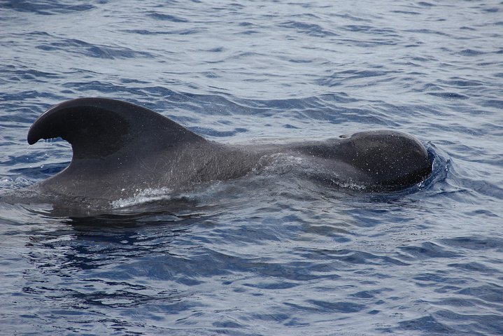 Delfin- og hvalobservationscruise på katamaran fra Funchal af VMT