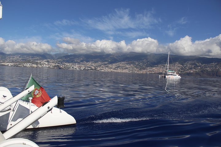 Delfin- og hvalobservationscruise på katamaran fra Funchal af VMT