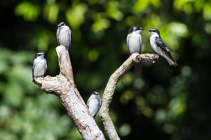 Passeio de canoa no Parque Nacional Tortuguero