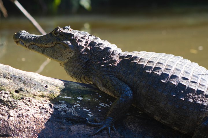 Passeio de canoa no Parque Nacional Tortuguero