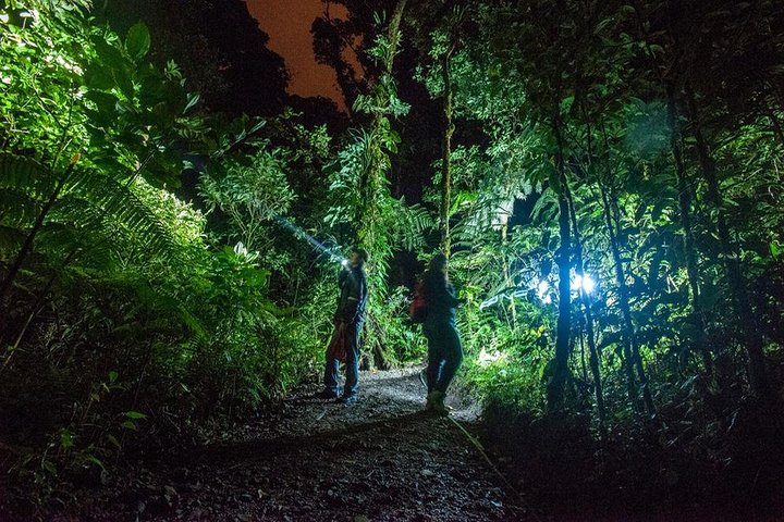 Small-Group Tortuguero National Park Night Walk in Costa Rica