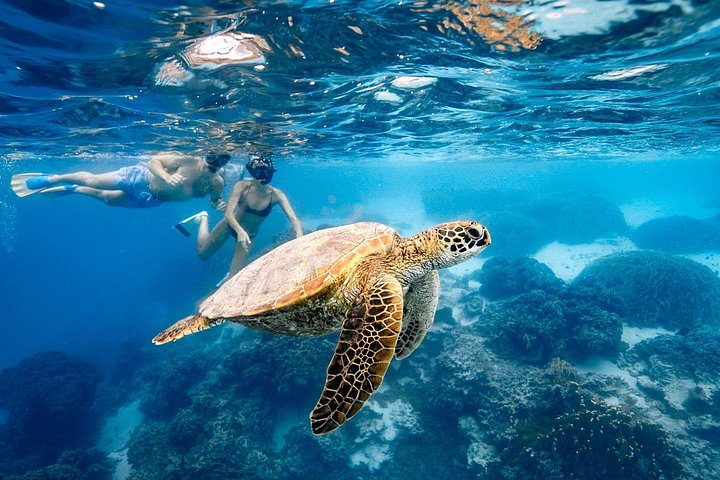 Cook Islands Turtle and Ray Tour