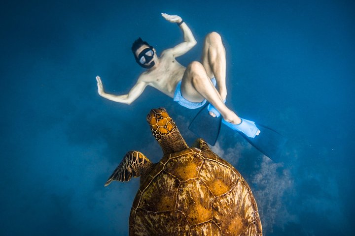 Cook Islands Turtle and Ray Tour