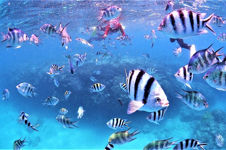 Charter Snorkling (nær Churaumi Aquarium) Gratis fotogave
