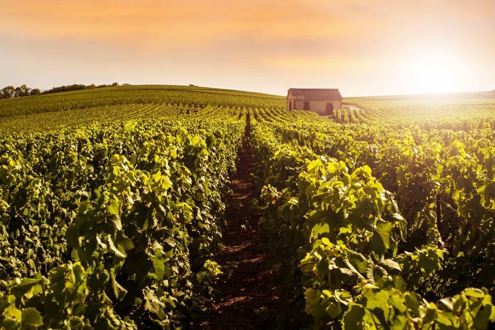 Tour privado de champán Moet y Chandon con degustaciones de Reims o Epernay