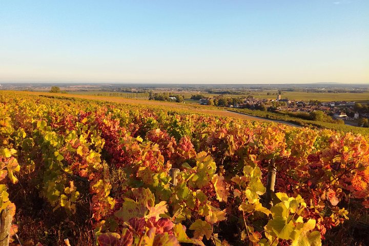 Tour de um dia da Rota do Grande Crus da Bourgogne - 14 degustações de vinhos em domínios
