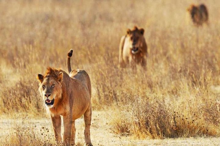 Excursion d'une journée - Parc national de Tsavo Est (Man Eater Lions of Tsavo & Other Big Five)
