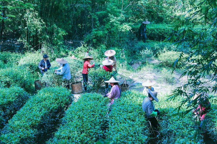 Excursão de um dia a Wuyishan - Montanha Wuyi